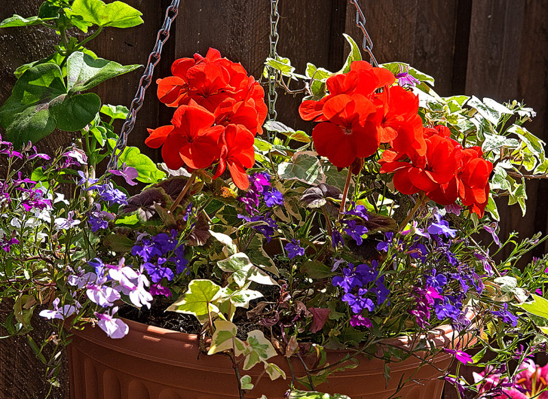 Janette's Garden 2016