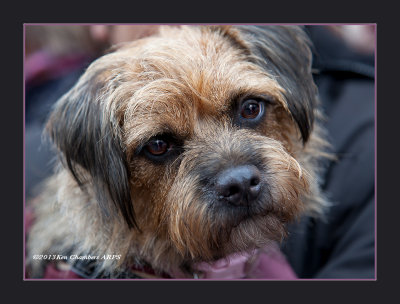 Border Terrier