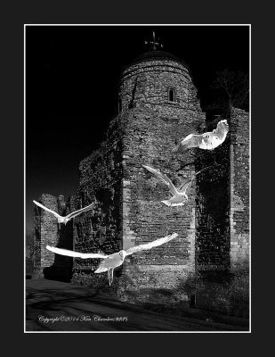 Ghostly gulls at the Castle