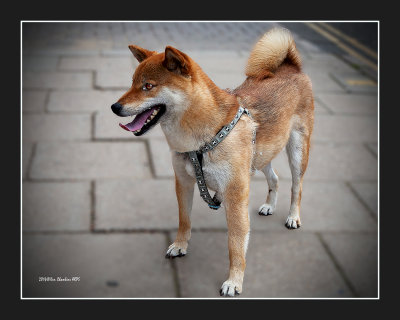 Japanese Shiba inu one