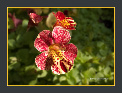 Spotted monkey flower (Mimulus)