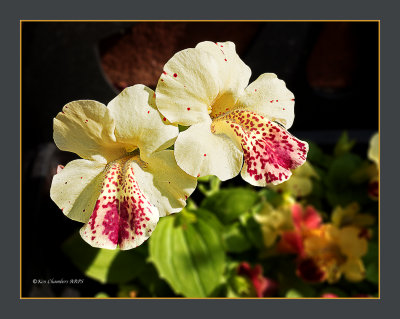 Spotted monkey flower (Mimulus)