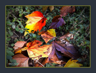 The fallen leaves 