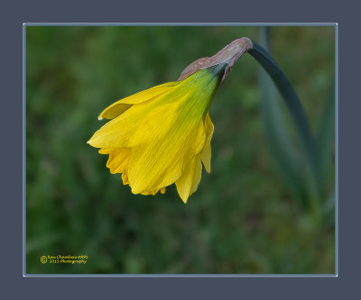 The First Daffodil of the New Year 