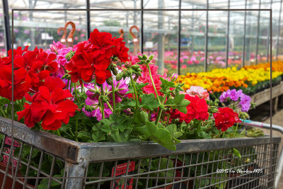  Selecting plants for the Hanging Baskets 
