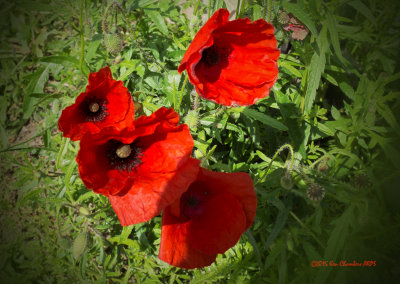 Poppies by the Footpath 