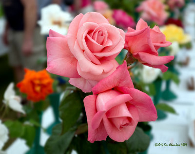 Colchester Rose Show 2015