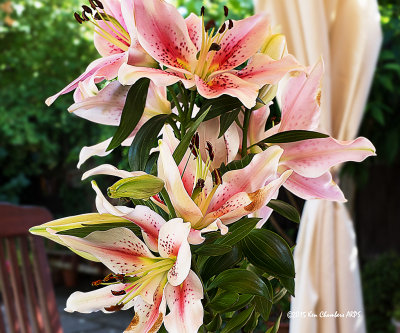 Scented Lilies