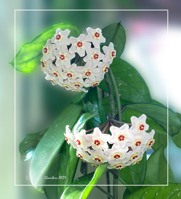 Hoya carnosa