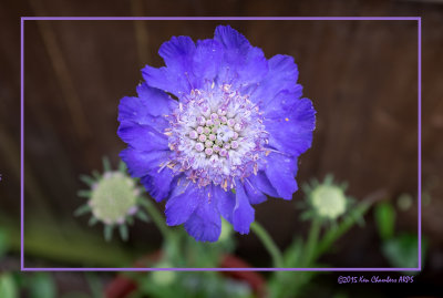 Scabious