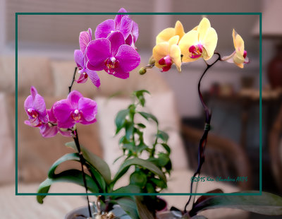Orchids in the Garden Room