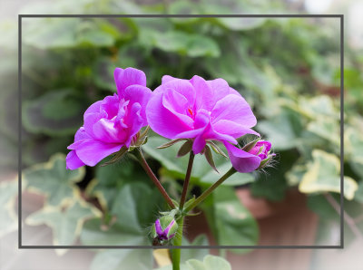 Pelargonium