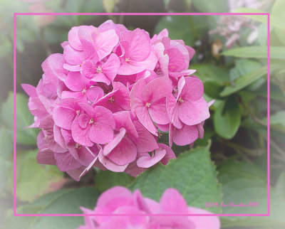 Hydrangea