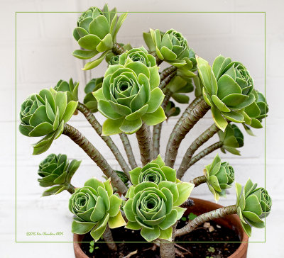 Can you name this plant please ?