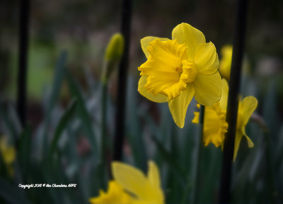 A Golden Daffodil