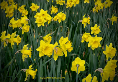 Part of a cloud of Golden Daffodils