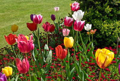 Wonderful display of tulips 