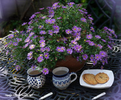 Coffee in the garden 