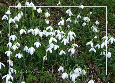 Snowdrops at the Park 