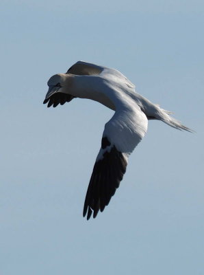 Northern Gannets in Delaware Bay