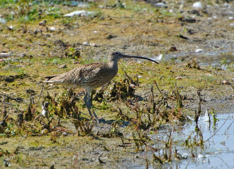 Courlis cendr Numenius arquata - Eurasian Curlew