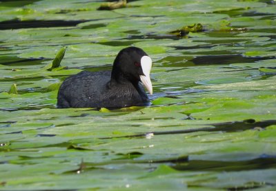 Foulque macroule (Fulica atra) Coot