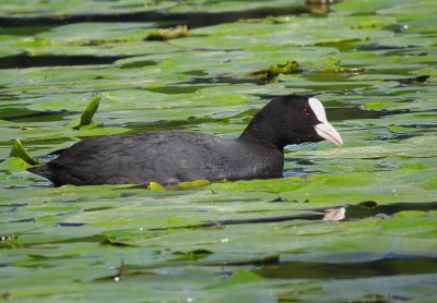 Foulque macroule (Fulica atra) Coot