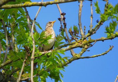 Grive litorne Turdus pilaris - Fieldfare