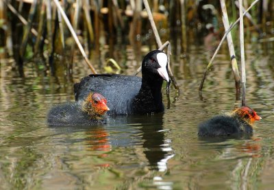 Foulque macroule (Fulica atra) Coot
