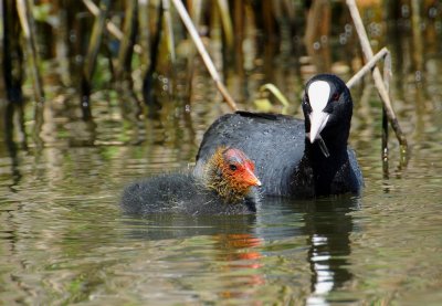 Foulque macroule (Fulica atra) Coot
