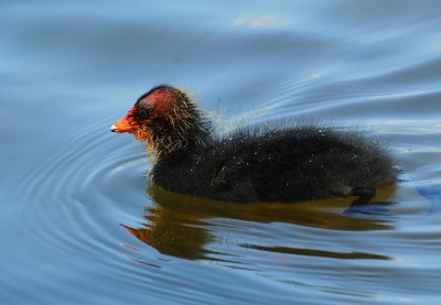 Foulque macroule (Fulica atra) Coot