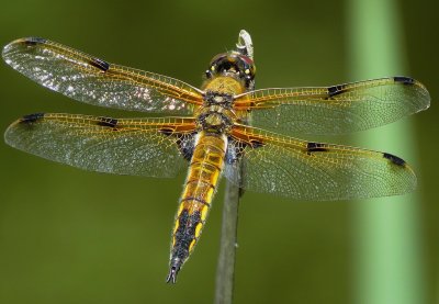 Libellule  quatre taches Libellula quadrimaculata 