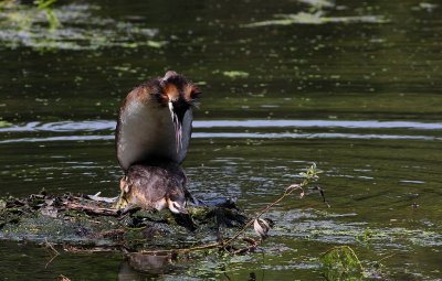 Grèbe huppé - Podiceps cristatus