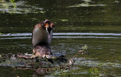 Grbe hupp - Podiceps cristatus