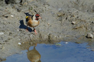 Chardonneret lgant - Carduelis carduelis.jpg