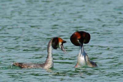 GREBE HUPPE