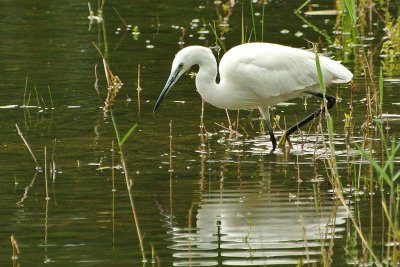 Aigrette garzette Egretta garzetta - Little Egret