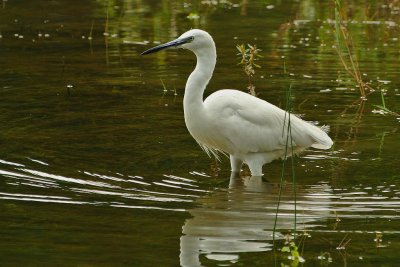 Aigrette garzette Egretta garzetta - Little Egret
