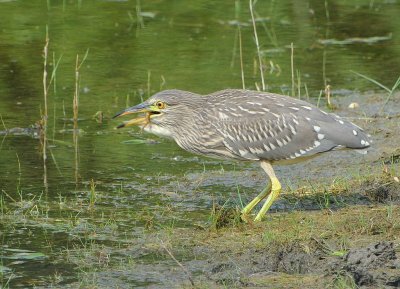 Bihoreau gris (Nycticorax nycticorax)