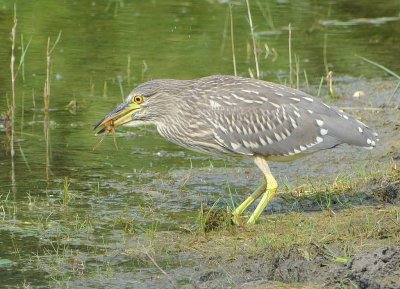 Bihoreau gris (Nycticorax nycticorax)