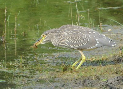 Bihoreau gris (Nycticorax nycticorax)