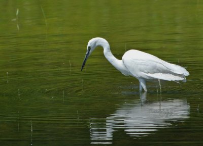 Aigrette garzette Egretta garzetta - Little Egret
