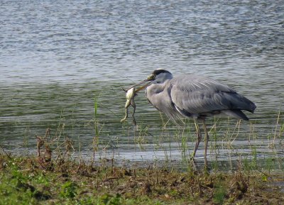 Héron cendré (Ardea Cinerea)