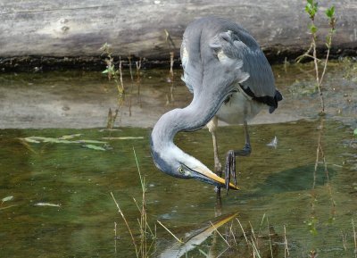 Héron cendré (Ardea Cinerea)