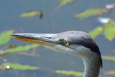 Héron cendré (Ardea Cinerea)