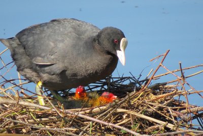 Foulque macroule (Fulica atra) Coot