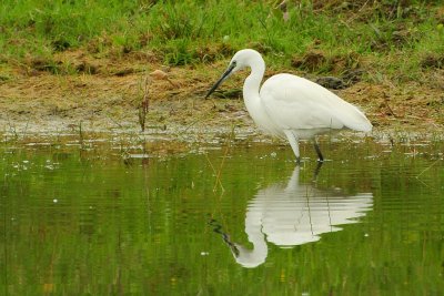 Aigrette garzette Egretta garzetta - Little Egret..