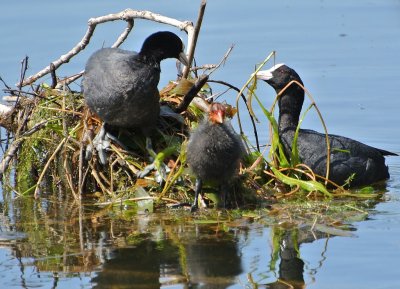 Foulque macroule (Fulica atra) Coot