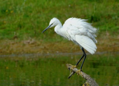 Aigrette garzette Egretta garzetta - Little Egret..