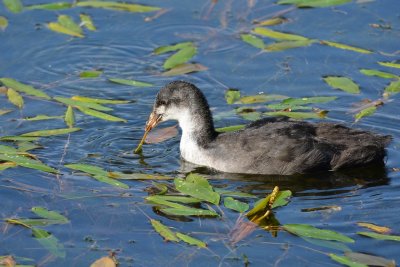 Foulque macroule (Fulica atra) Coot
